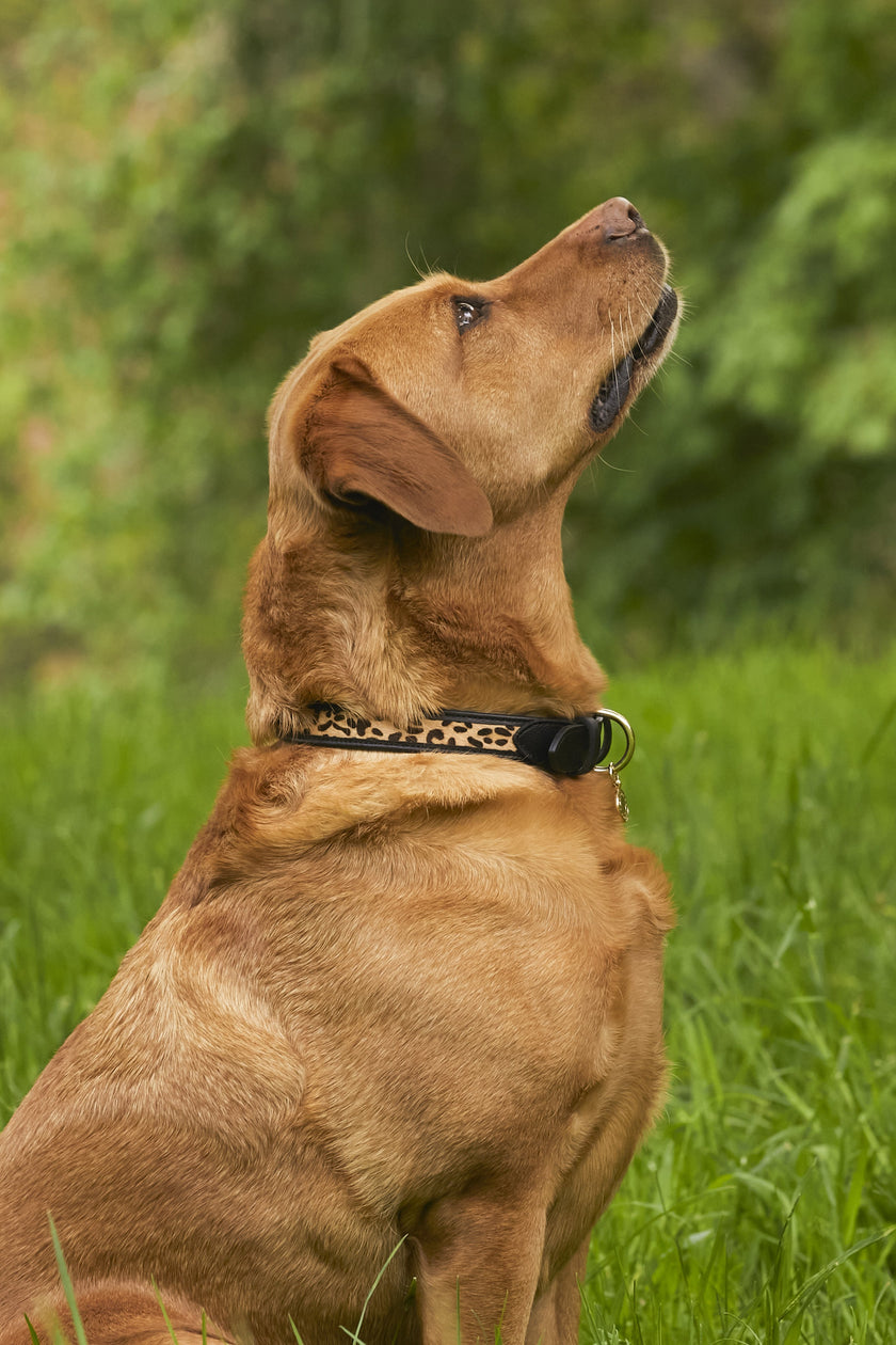 HC Classic Dog Collar (Black & Leopard Pony)