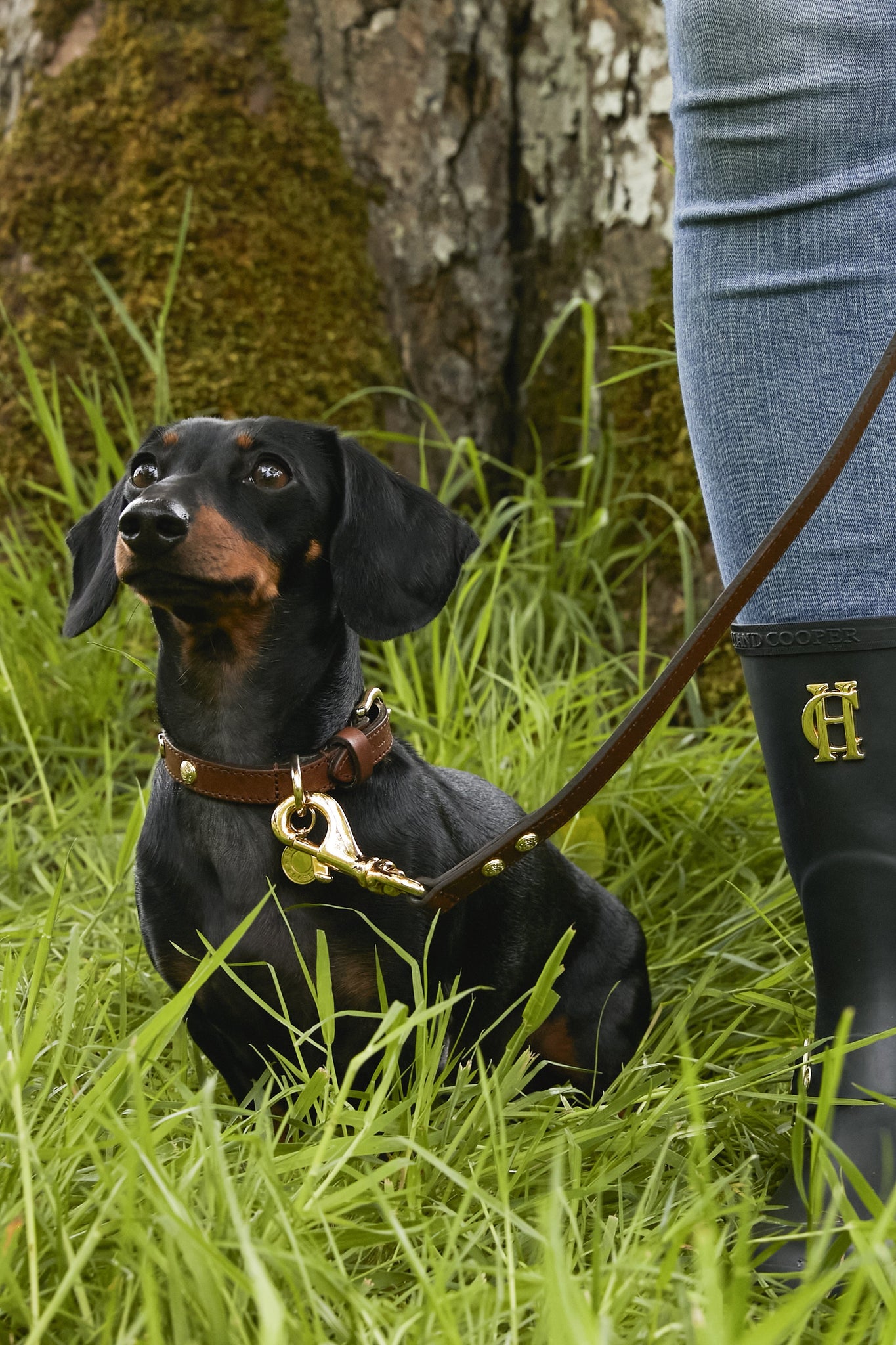 HC Studded Dog Collar (Chestnut)