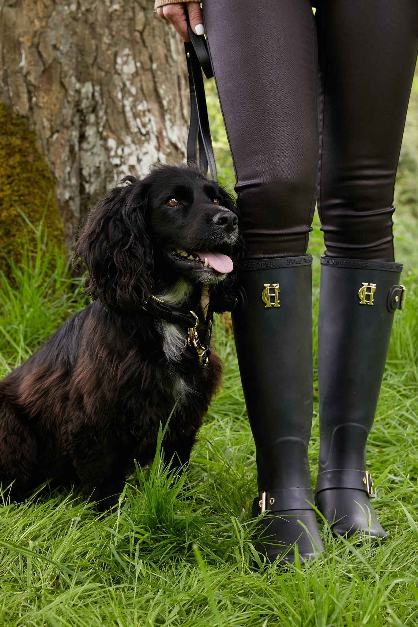 HC Studded Dog Collar (Black)